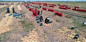 Adana'da Soğan Fiyatları Düşüşte