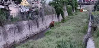 Ahırdan kaçan kurbanlık ortalığı birbirine kattı