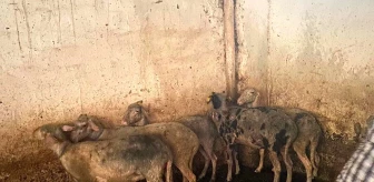 Manisa'da samanlık yangınında 5 koyun son anda kurtarıldı