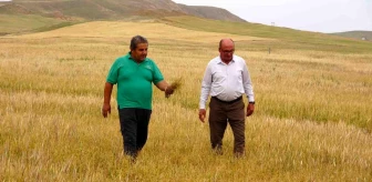 Yozgat'ta Kuraklık Hububat Üreticilerini Olumsuz Etkiledi