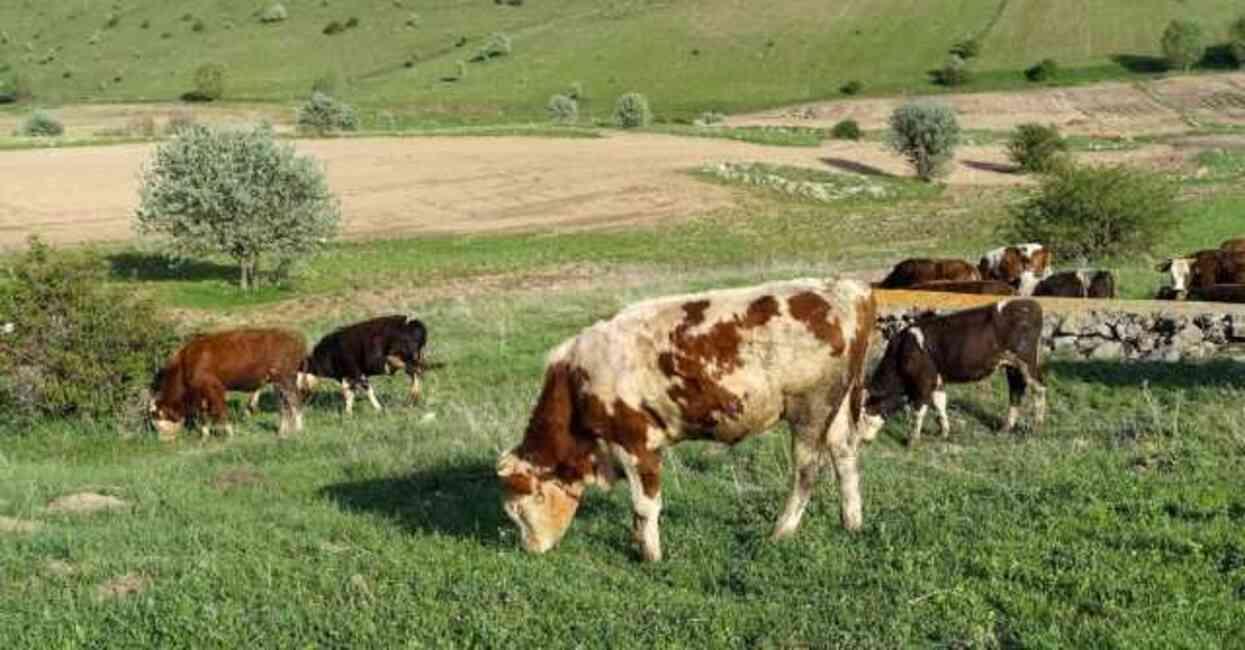 KURBAN BAYRAMI İKRAMİYESİ | Bayram ikramiyesi ne zaman yatacak? Emekli bayram ikramiyesi hangi tarihte yatacak? KURBAN BAYRAMI İKRAMİYESİ | Bayram ikramiyesi ne zaman yatacak? Emekli bayram ikramiyesi hangi tarihte yatacak?