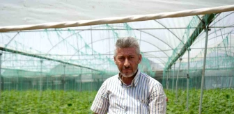 Bilecik'teki seralarda salatalık hasadı başladı