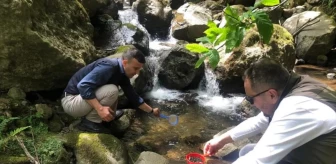 Trabzon'un Dernekpazarı ilçesinde derelere 10 bin alabalık yavrusu salındı