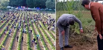 Geliri kız öğrencilere bağışlanacaktı! Tarlaya giren hırsızlar 500 kilo çileği çaldı