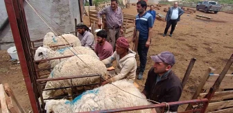 Malatya'da Koyun Sağıcılarına Eleman Bulmakta Zorlanılıyor