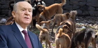 MHP lideri Bahçeli'den başıboş köpeklere ilişkin açıklama: Çok tehlikeli boyutlara ulaştı