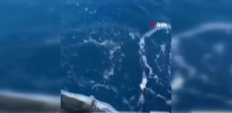 Denize bırakılan yaralı balon balığına, diğer balon balıkları saldırdı