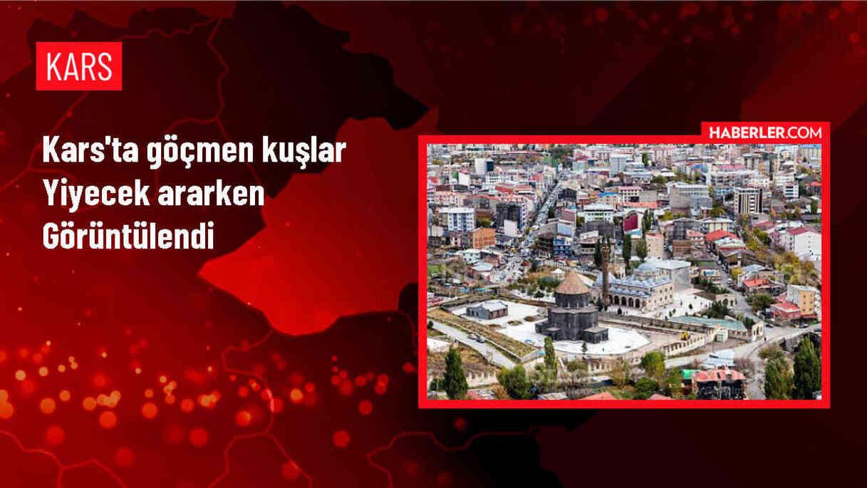Kars'ta Yağışlarla Yeşeren Doğada Göçmen Kuşlar Görüntülendi