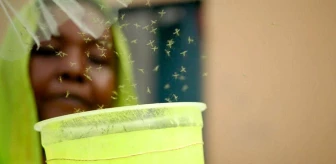 Genetiği Değiştirilmiş Sivrisinekler Afrika'da Sıtma ile Mücadele Ediyor