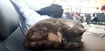 Eskişehir Tren İstasyonu'nda Uyuyan Kedi