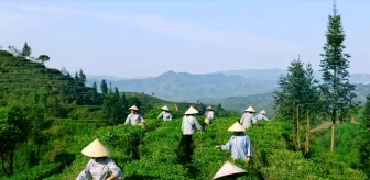 Çin'in Liubao siyah çayı ihracatı artıyor