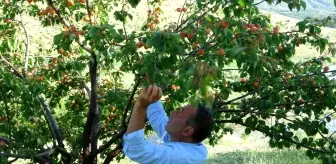 Malatya'da erkenci kayısı hasadı başladı