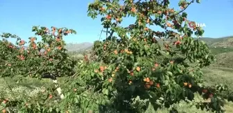 Erkenci kayısıda hasat zamanı