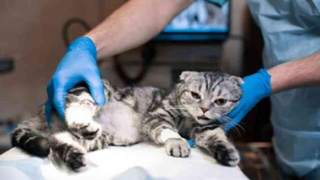 Hayvanların kısırlaştırılması caiz midir? Hayvanları kısırlaştırmak günah mı?