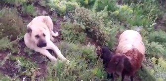 Kangal köpeği kayıp koyun ve yavrusunu 2 gün boyunca korudu