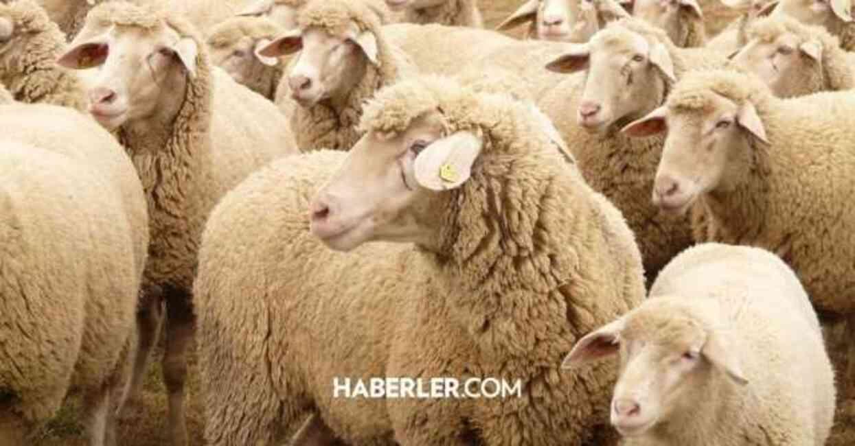 KURBAN BAYRAMI İKRAMİYESİ | Bayram ikramiyesi ne zaman yatacak? Emekli bayram ikramiyesi hangi tarihte yatacak?