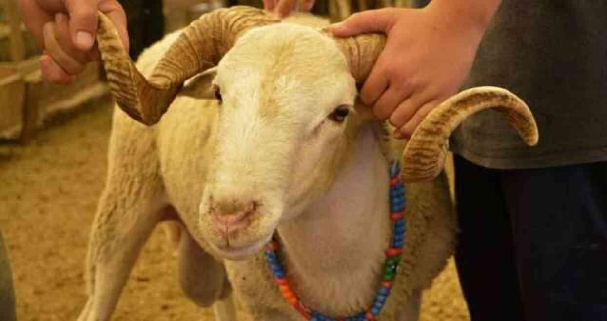 Kurban keserken nelere dikkat edilmelidir? İlk defa kurban kesen kişi ne yapmalı?