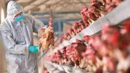 Kuş gribi hayvandan insana geçer mi? Kuş gribi etten bulaşır mı? Kuş gribi hayvandan insana geçer mi? Kuş gribi etten bulaşır mı?