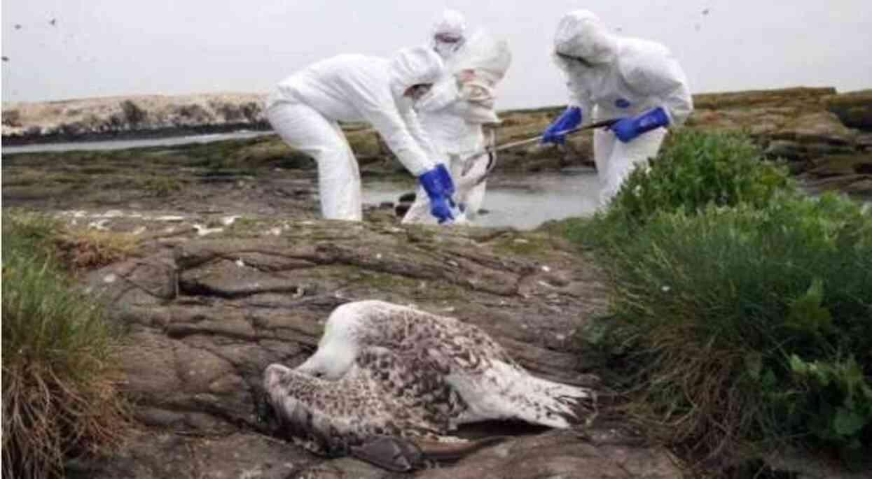 Kuş gribi hayvandan insana geçer mi? Kuş gribi etten bulaşır mı? Kuş gribi hayvandan insana geçer mi? Kuş gribi etten bulaşır mı?