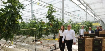 Sivas'ta çöpten enerjiyle domates üretimi
