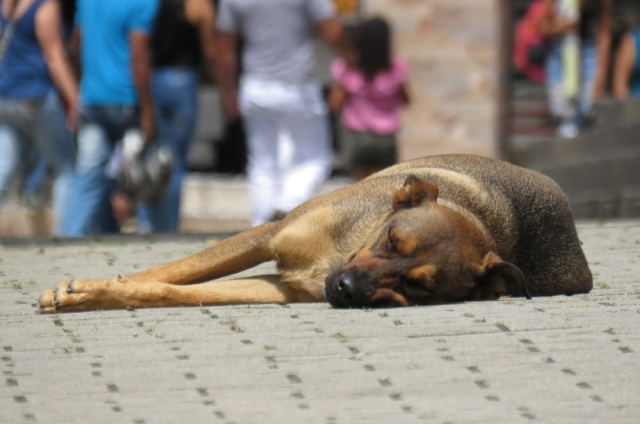 Sokak hayvanları anket sonuçları! Sokak köpekleriyle ilgili anket sonuçları nedir?