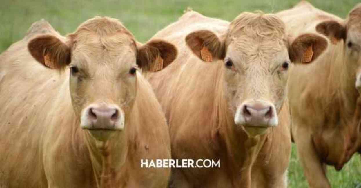 2024 Kurbanlık fiyatları! Büyükbaş ve Küçükbaş kurban fiyatı ne kadar?