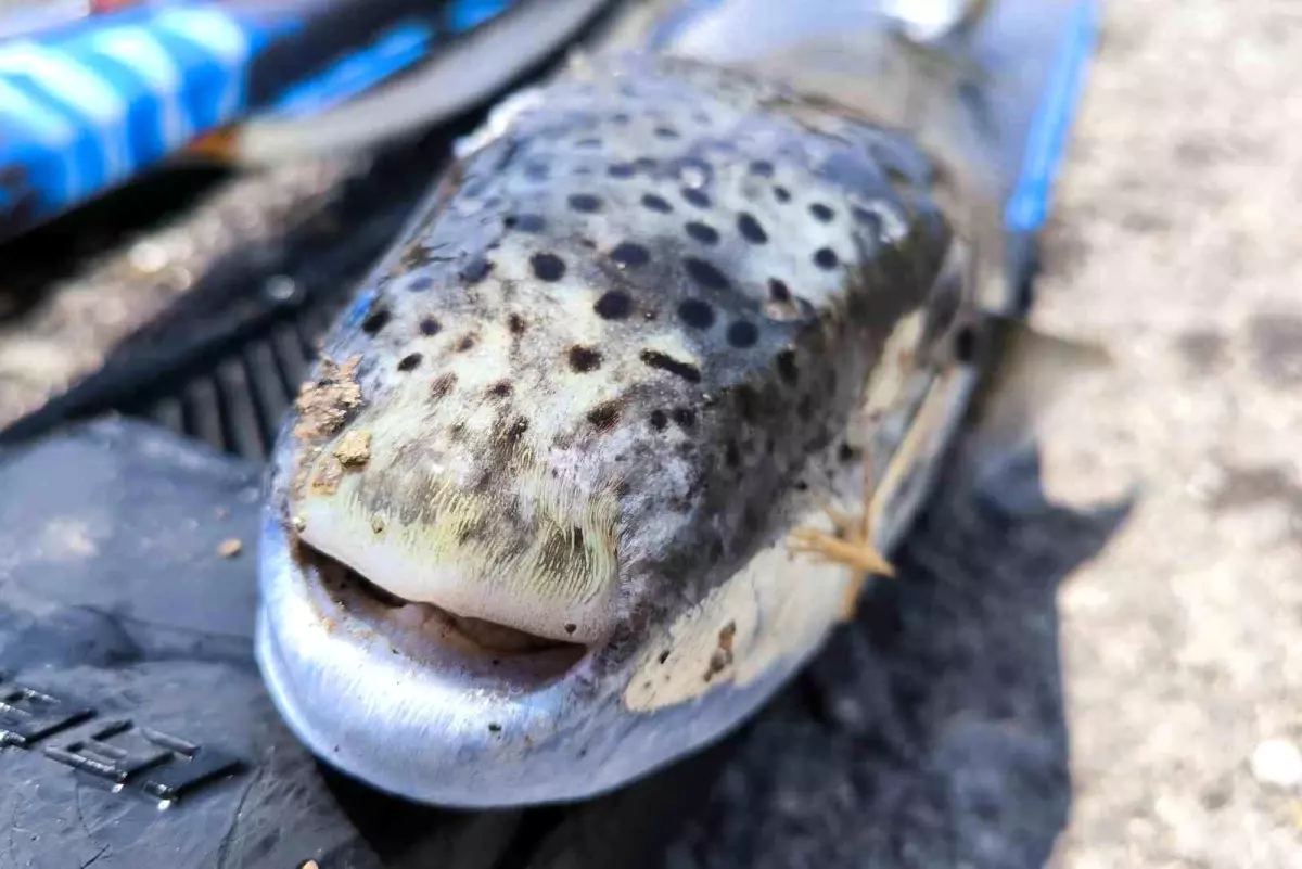 Mersin'de Serbest Dalış Yapan Hasan Gürgah, 6 Kilo Benekli Balon Balığı Avladı