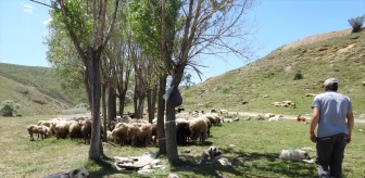 Ankara'da Besiciler, Koyunlarını Kırkıp Yaz Öncesi Bakımlarını Yapıyor