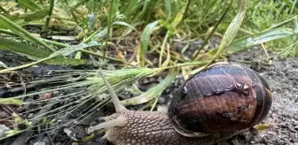 Koramaz Vadisi'nde Yağmur Sonrası Salyangozlar Görüldü