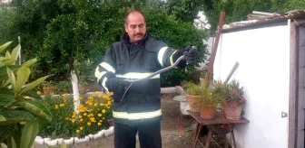 Erzin'de kümese giren yılan itfaiye tarafından yakalandı