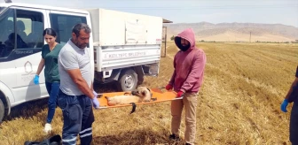Mardin'de tarlada biçerdöver kazası: Köpek üç ayağını kaptırdı