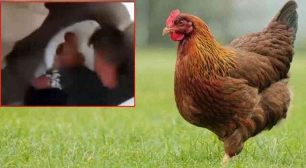 Mersin tavuğa tecavüz olayı ne, ne oldu? Tavuğa tecavüz eden kim, tutuklandı mı?