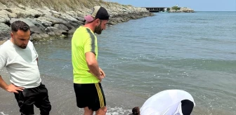 Sinop'un Türkeli ilçesinde kıyıya vurmuş bir ölü yunus bulundu