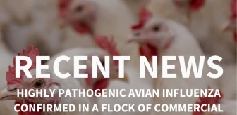 ABD'de Tavuklarda Kuş Gribi Tespit Edildi, Afet Durumu İlan Edildi