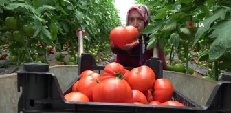 Amasya'da domates hasadı başladı, 100 bin ton rekolte bekleniyor