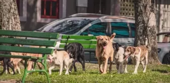 Avrupa'da sokak hayvanları ne yapılıyor? Avrupa'da köpek sorunu nasıl çözüldü?