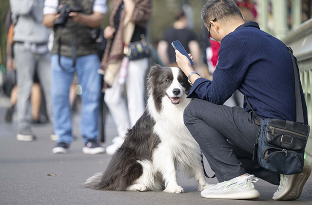 Avrupa'da sokak hayvanları ne yapılıyor? Avrupa'da köpek sorunu nasıl çözüldü?