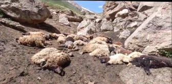 Van'ın Başkale ilçesinde kurtlar koyun sürüsüne saldırdı