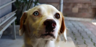 Kayseri'de Van kedisine benzetilen köpek mahallenin maskotu oldu