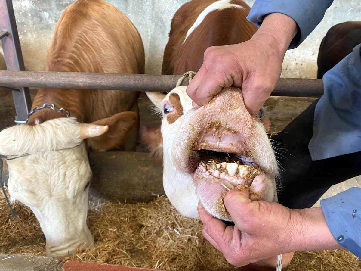 Kurbanlık Hayvan Seçiminde Kapak Atma Konusu Dikkat Çekiyor