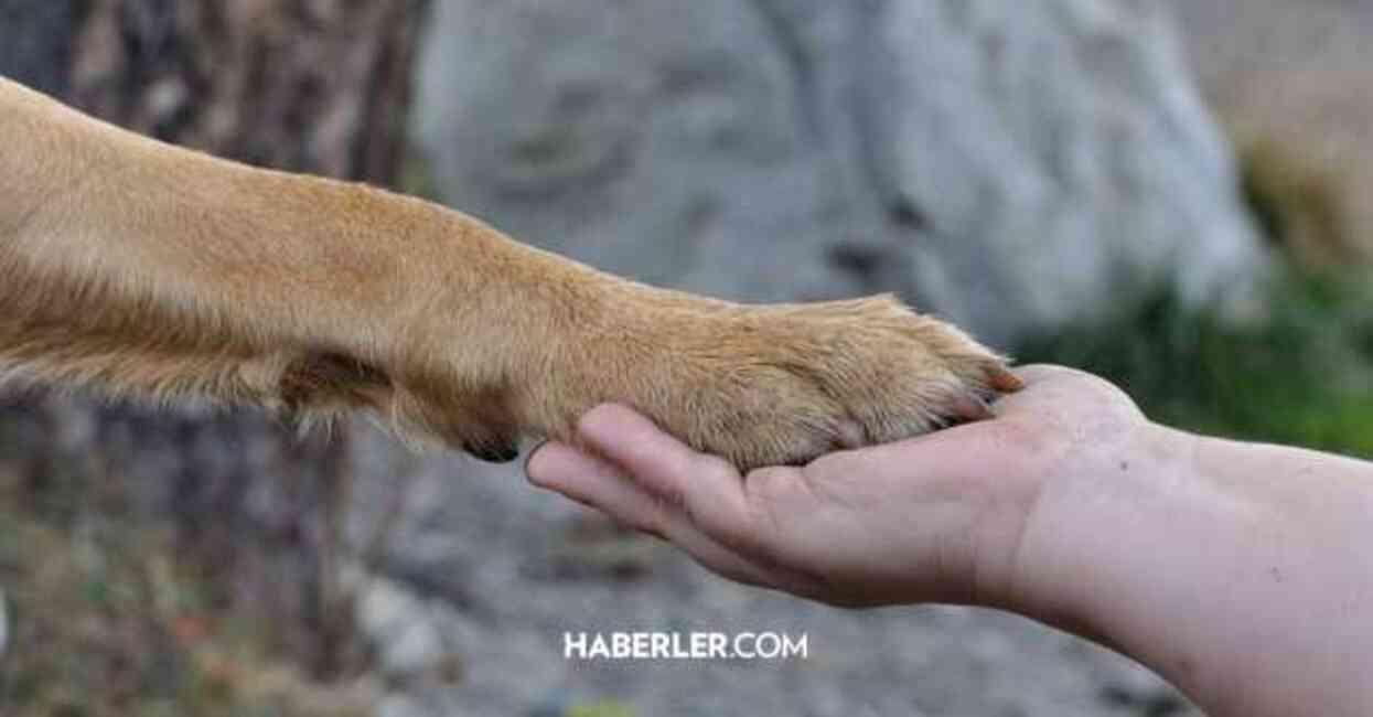 Cumhurbaşkanı Erdoğan, sahipsiz köpeklerle ilgili ne söyledi?
