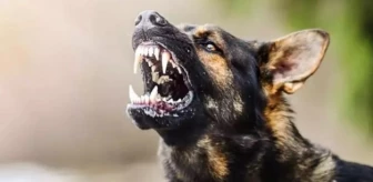 Köpek saldırısı anında ne yapmalı? Köpek saldırısında kendimizi nasıl koruyabiliriz?