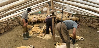 Tunceli'de koyun kırkma dönemi başladı