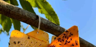 Nazilli İlçe Tarım Müdürlüğü Kestane Üreticilerini Gal Arısına Karşı Uyardı