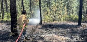 Pendik'te Ormanda Çıkan Yangın Kontrol Altına Alındı