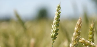 Trakya'da Son Yağışlar Buğdayın Gelişimini Olumlu Yönde Etkiledi