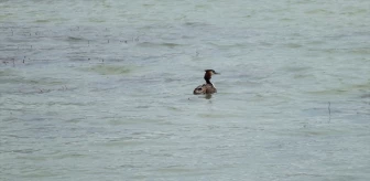 Ulaş Gölü, göçmen kuşlara ev sahipliği yapıyor
