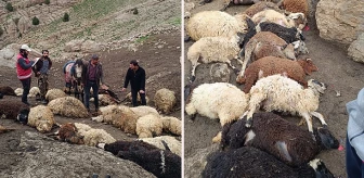 Van'da kurtlar yayladaki sürüye saldırdı: 100 koyun telef oldu