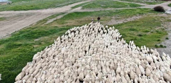 Sivas'ın yerli ırkı olan 'Kangal Akkaraman' koyununda ikizlik oranı arttı
