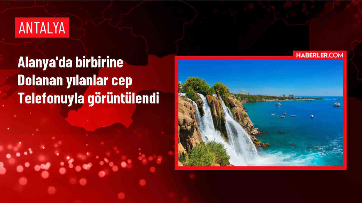 Alanya'da birbirine dolanan yılanlar cep telefonuyla görüntülendi